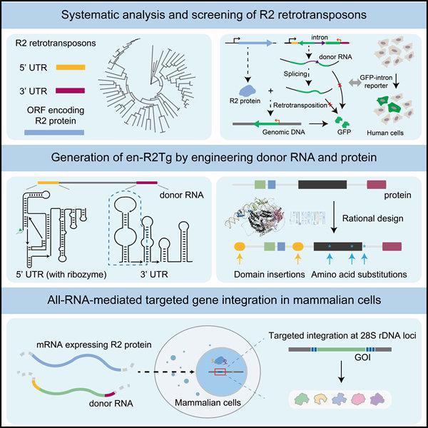 中科院實(shí)現(xiàn)以核糖核酸為媒介的基因精準(zhǔn)寫(xiě)入 有望為遺傳病帶來(lái)全新治療方式(圖1)