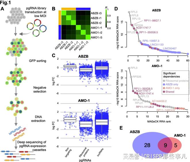 CRISPR篩選技術在多發(fā)性骨髓瘤治療靶點研究中的作用(圖2)