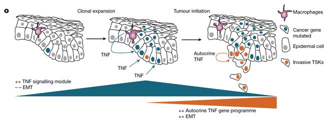 Nature丨體內(nèi)單細胞CRISPR技術(shù)揭示腫瘤進化過程中不同的TNF程序(圖3)
