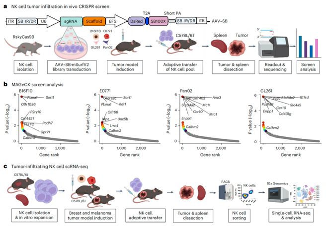 Nature子刊：陳斯迪葉露鵬團(tuán)隊(duì)利用體內(nèi)AAV-睡美人CRISPR篩選技術(shù)發(fā)現(xiàn)NK細(xì)胞癌癥免疫治療新靶點(diǎn)(圖2)