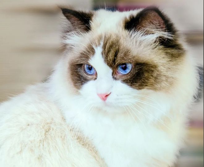 3萬買貓后續(xù)治療費(fèi)6萬法院判了！(圖2)