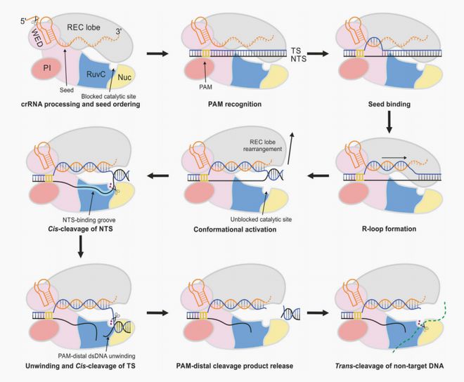 一文讓你輕松讀懂CRISPR檢測(cè)技術(shù)原理(圖3)
