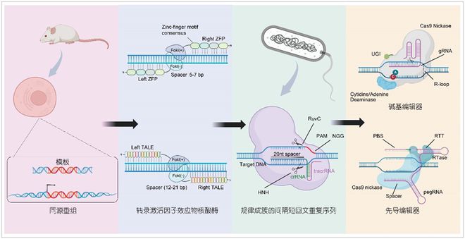 科學(xué)通報(bào)豬多能干細(xì)胞與基因編輯技術(shù)創(chuàng)新及應(yīng)用(圖2)