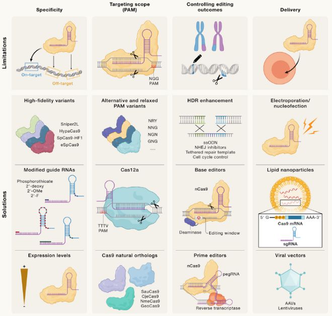 Cell｜CRISPR基因編輯技術(shù)的過(guò)去、現(xiàn)在和未來(lái)(圖3)