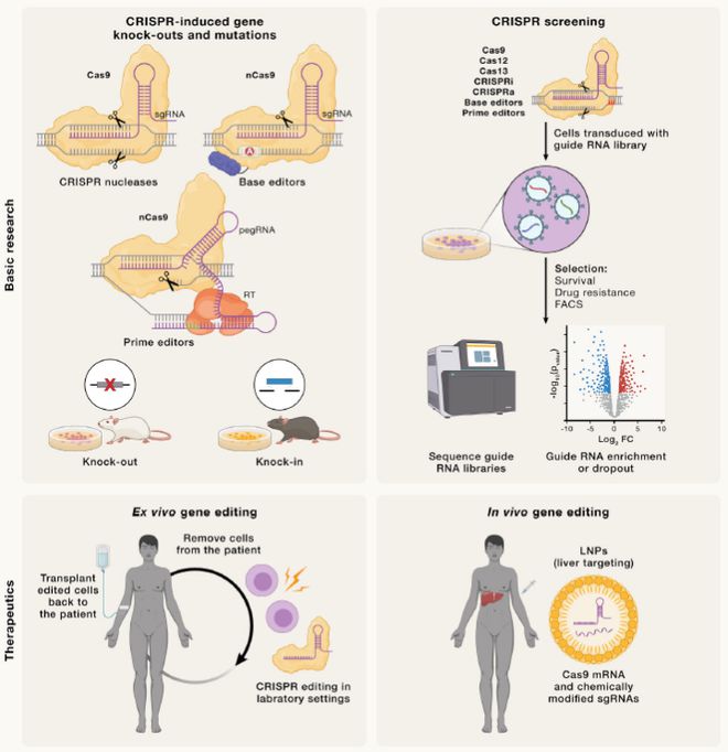 Cell｜CRISPR基因編輯技術(shù)的過(guò)去、現(xiàn)在和未來(lái)(圖6)