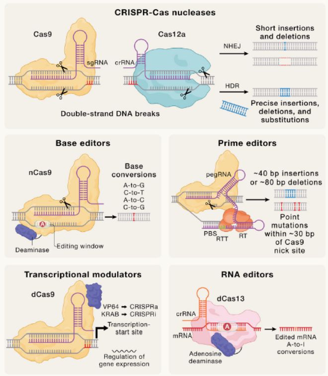 Cell｜CRISPR基因編輯技術(shù)的過(guò)去、現(xiàn)在和未來(lái)(圖4)
